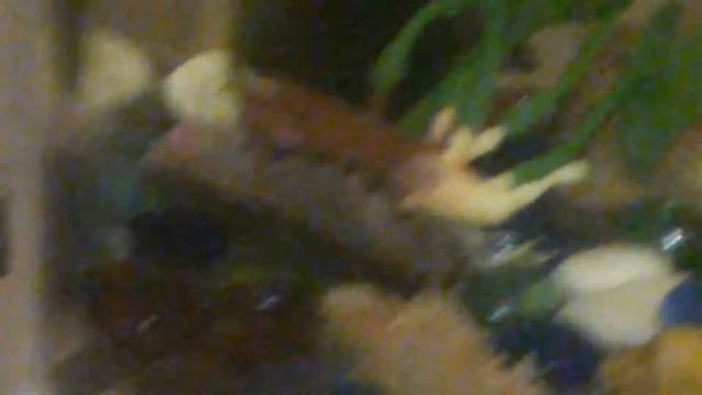 Содержание рыбок петушков. смотреть онлайн