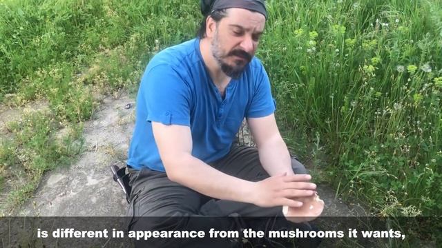 Pseudo-Oyster poison Tapinella panuoides mushroom смотреть онлайн