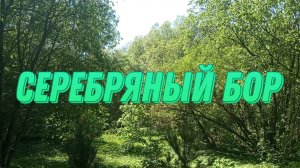 Серебряный бор