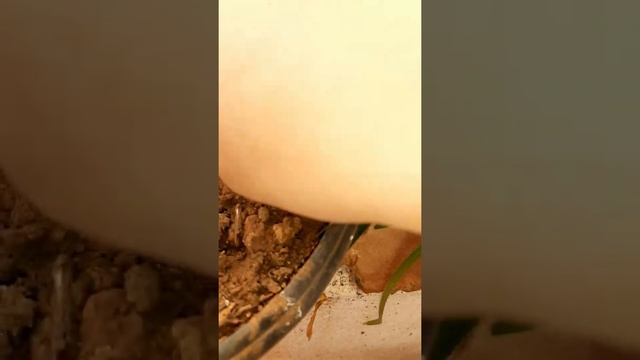 Air layering of Jasminum grandiflorum( Jasmin plant) смотреть онлайн