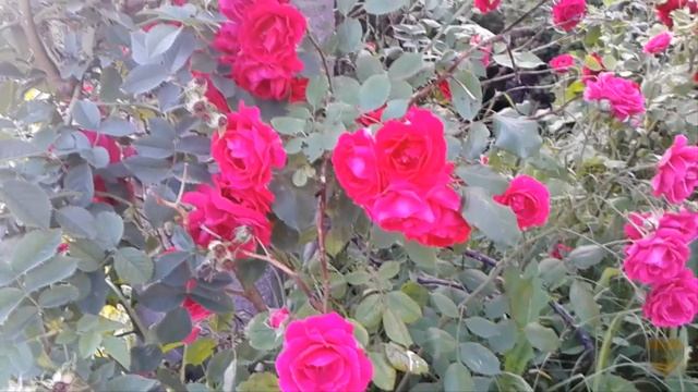 Моя Украина -цветы Кременчуга, путешествия по стране, туризм, архитектура, искусство. смотреть онлайн