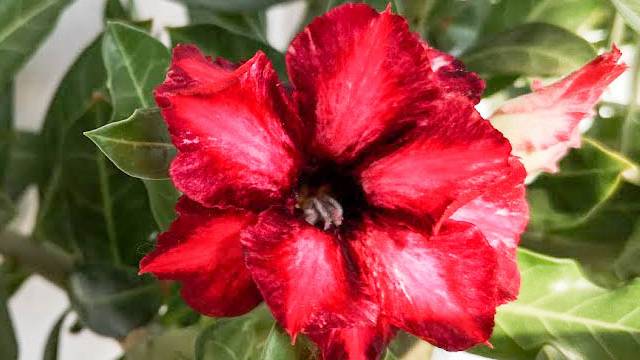 Адениум сорта Maria (мария), цветение смотреть онлайн