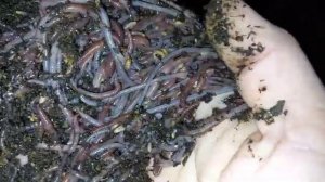 Маленькие черви в стеллаже