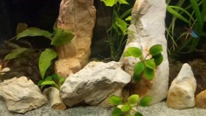 Камни в аквариуме. Песчаник. Stones in the aquarium. Piedras en el acuario. 水族馆里的石头