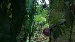 персик ранний Рубиновый принц