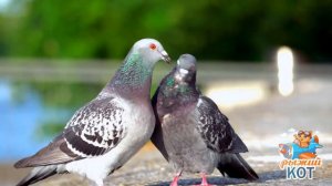 Почему Тюпа не ловит птиц?