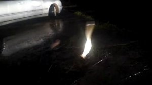 Угорь Балтийский