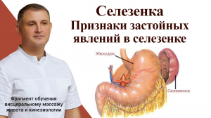 Селезенка. Признаки застойных явлений в селезенке