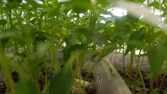 гортензия крупнолистная, обзор рассады. смотреть онлайн