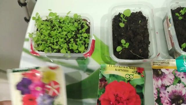 Это, похоже, НЕ МОЙ цветок.ПЛОХИЕ всходы ДОРОГИХ семян.А свои растут БЕЗ ПРОБЛЕМ.Петуния,лобелия. смотреть онлайн