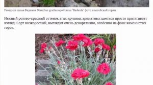 Гвоздика-серовато голубая или сизая. Посадка и уход. Выращивание из семян. Фото сортов.