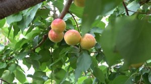 Абрикос Ванилла Кот: оригинальная окраска и превосходный вкус