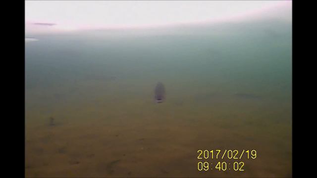 Подводные съемки в Савельево-2 , реакция форели и поведение форели под водой! смотреть онлайн