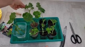 В чём быстро и 100 % укореняются черенки пеларгонии. Тест 4 способа укоренения черенков