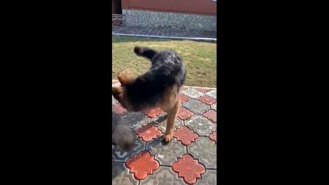 Шикарные собаки немецкие длинношерстные овчарки
