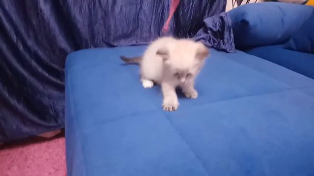 Котенок балинез смотреть онлайн