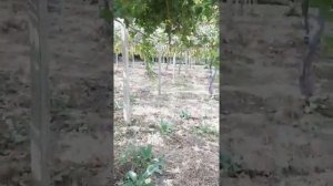 Виноградник в городе Турсунзаде, Таджикистан