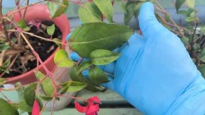 Обзор Фуксии осенью.