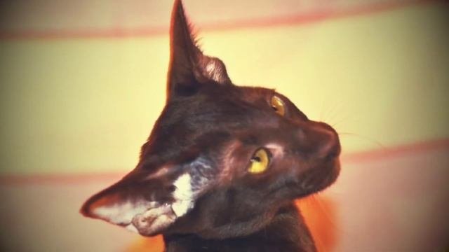 Oriental Kittens. Ориентальная кошка 5месяцев, свободна.