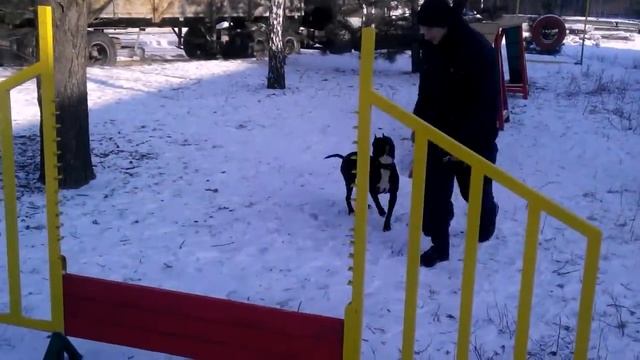 Тренировка американского питбультерьера,команда бум барьер смотреть онлайн
