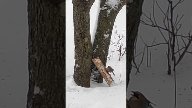 Сойка - так называется эта большая, красивая птица! сойка прилетела на кормушку, она тоже любит сало