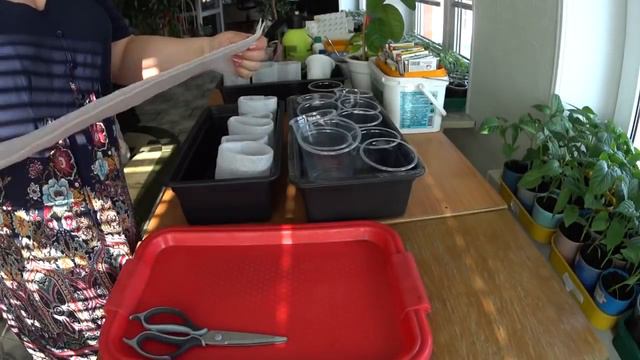 Супер Стаканчики для рассады своими руками . смотреть онлайн