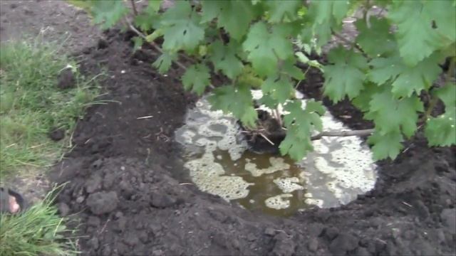 Подкормка винограда органическим удобрением 2017 смотреть онлайн