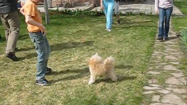 Той пудель Марсик спасает детей смотреть онлайн