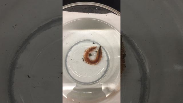 Sandworm - Nereis смотреть онлайн