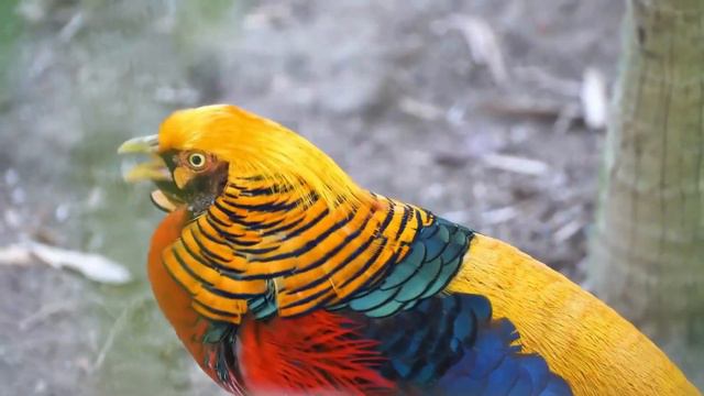 Birds for Toddlers | Birds for Babies | Baby Learning videos смотреть онлайн