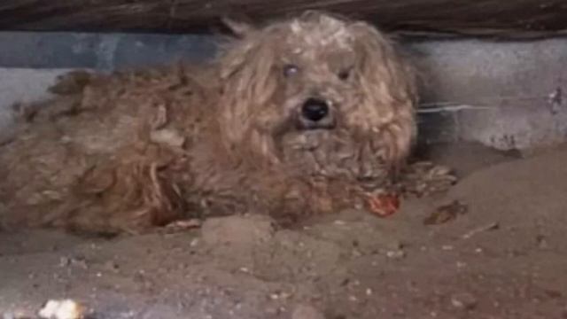 После смерти хозяина собаку долго не могли найти.Пса обнаружили в подвале дома в ужасном состоянии смотреть онлайн