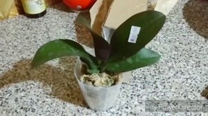 Посылка от Иры Шаблий. Phal. Buddha's Treasure. Мечта сбылась.