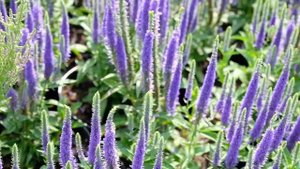 Вероника Blauriesin;  Ulster Blue Dwarf и Purple Explosion