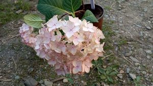 Гортензия Саманта крупнолистная