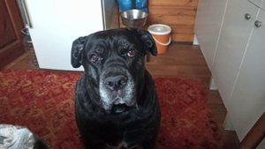 Кане Корсо.  Может ли собака говорить?