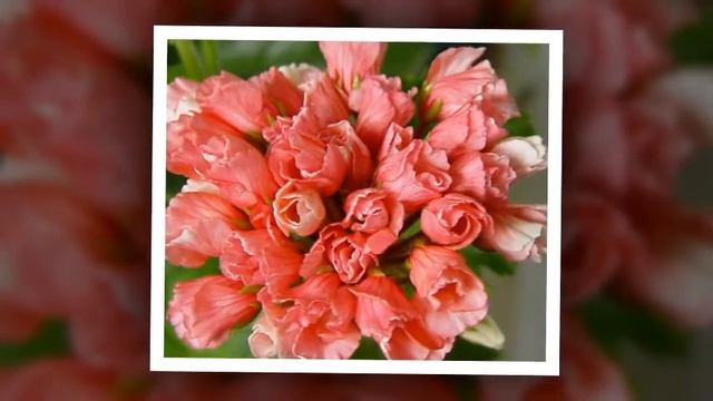 Девочка по имени Ира смотреть онлайн