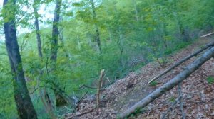 Соревнуясь с собой: Мой 17-километровый челлендж в лесу у Бештау