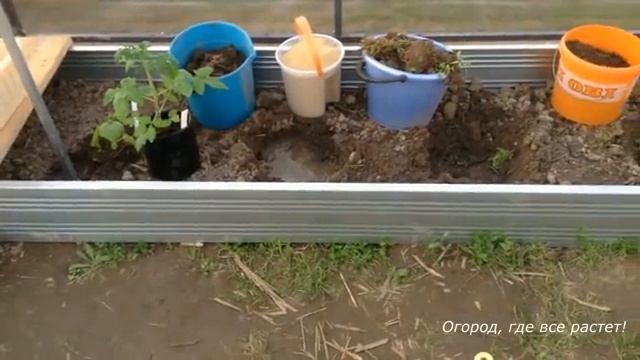 Умелая посадка помидоров - залог хорошего урожая.mp4 смотреть онлайн