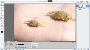 Adobe Photoshop Elements 12 » Freistellen mit Ebenenmaske