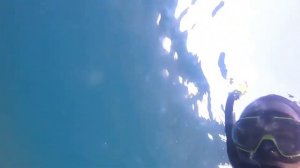 Скат в Черном море.