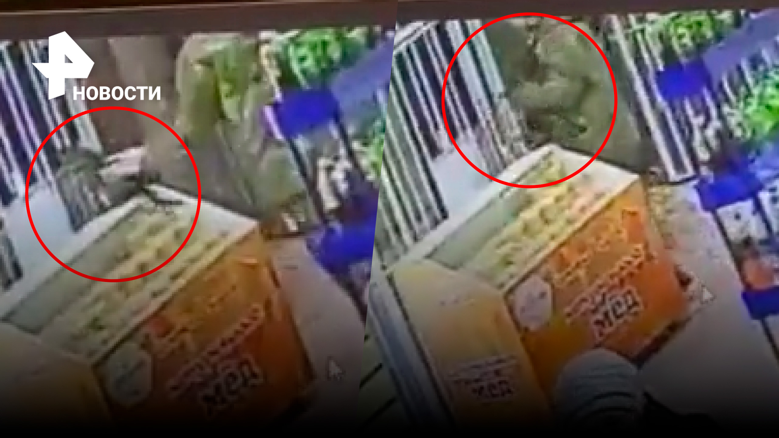 Мужчина в камуфляже украл из магазина местного любимца Тимошку / РЕН Новости