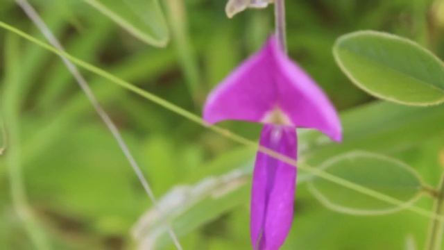 Canon 1300D video test full HD смотреть онлайн