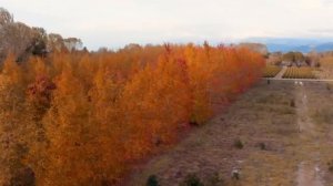 Изумительные, Чарующие Мелодии Осени Сергея Чекалина!