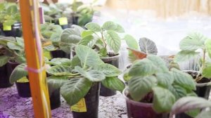 Сорта Глоксиний ! Выпуск № 16. Коллекция глоксиний