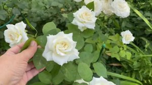 Роза Боинг??♀️??♀️??♀️ белоснежная✨✨✨