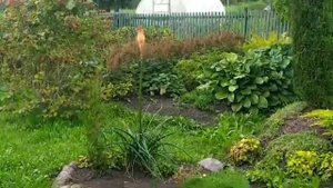 КНИФОФИЯ АЛЬКАЗАР- УХОД, РАЗМНОЖЕНИЕ