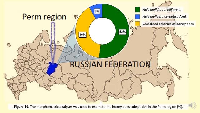 SICAMM Talk: Breeding of Apis mellifera mellifera in the Perm Region - Olga Frunze смотреть онлайн