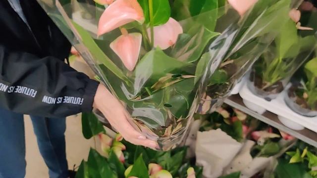 ЦветыВместе - Приемка растений из Голландии 18.04.2021 (Антуриум, Кротон, Пеперомия) смотреть онлайн