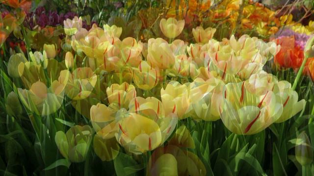 Репетиция весны 2018 смотреть онлайн