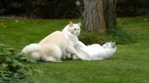 Ragdoll blue lynx bicolor